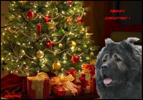 3_pf 2o11 - klikni pro větší velikost
